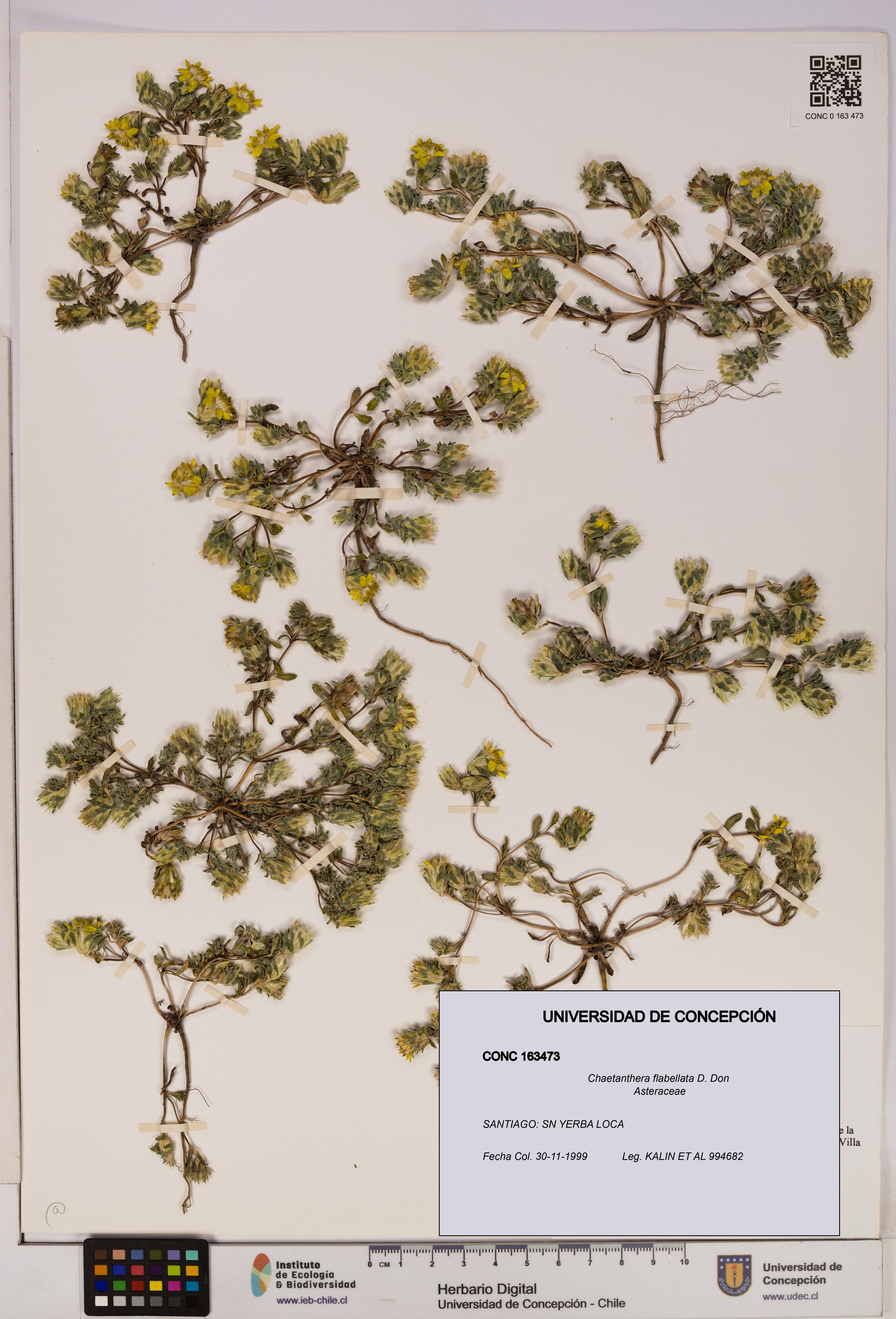 Chaetanthera flabellata [Espécimen: UDEC:CONC:0163473]