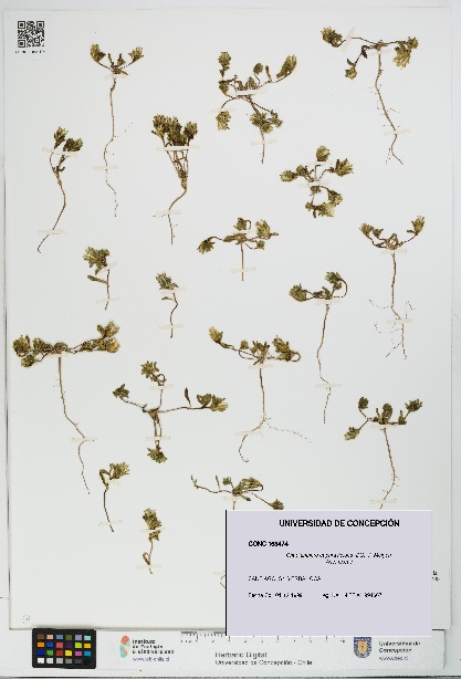 Chaetanthera euphrasioides [Espécimen: UDEC:CONC:0163474]