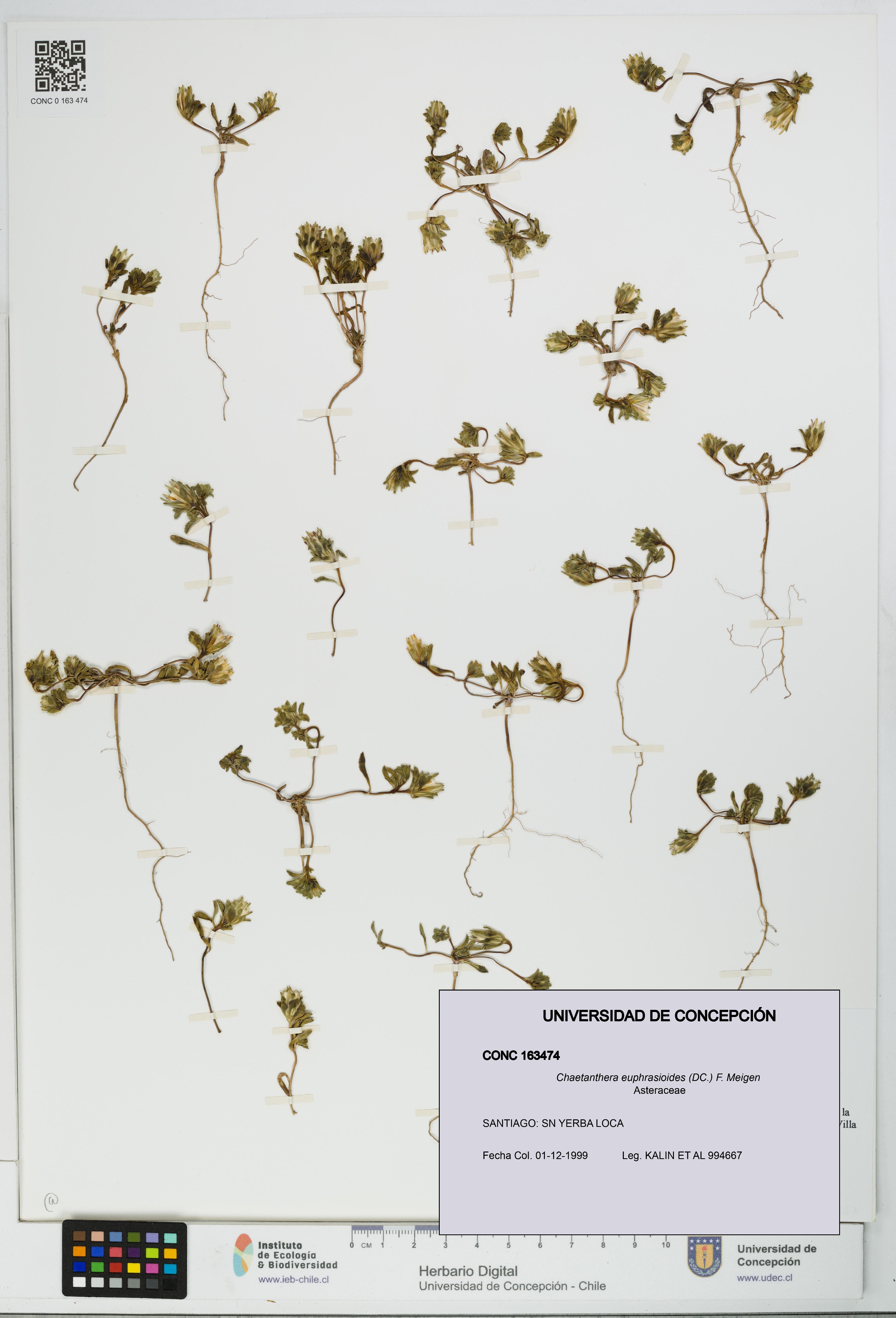 Chaetanthera euphrasioides [Espécimen: UDEC:CONC:0163474]
