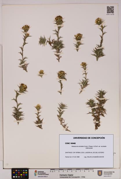 Nassauvia aculeata var. aculeata [Espécimen: UDEC:CONC:0163482]