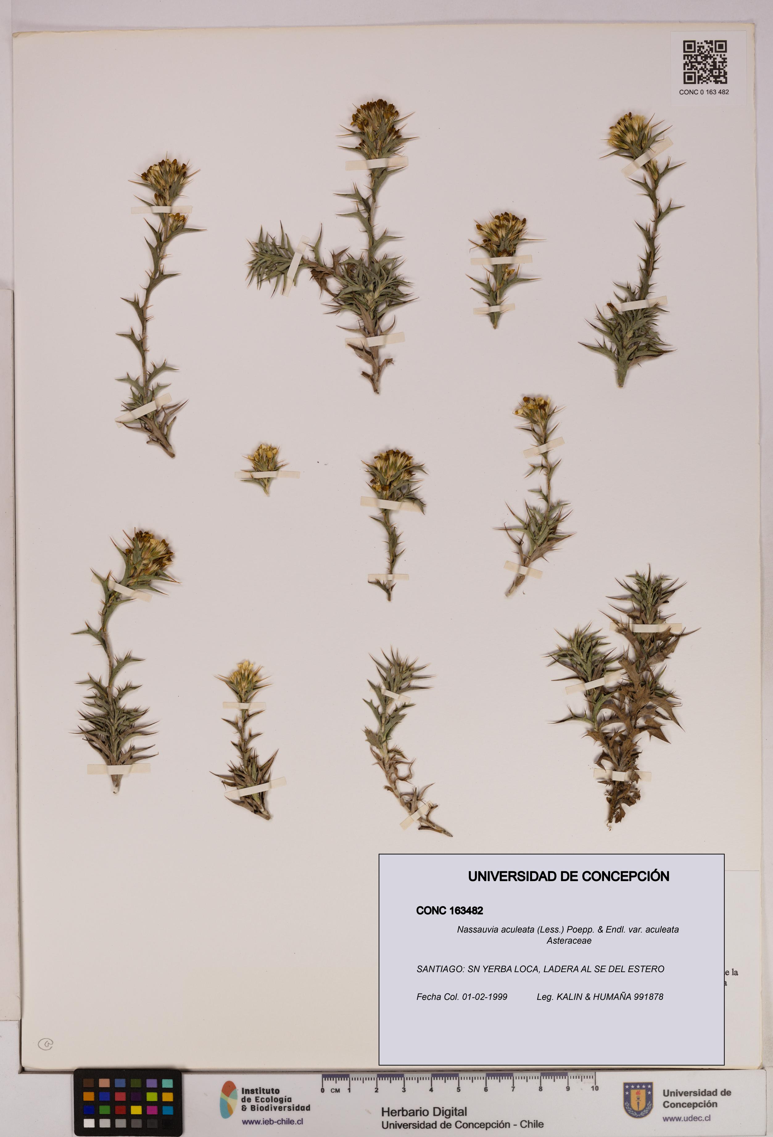 Nassauvia aculeata var. aculeata [Espécimen: UDEC:CONC:0163482]