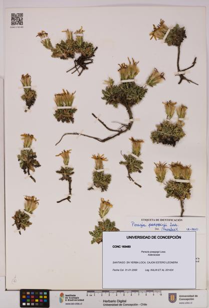 Perezia poeppigii [Espécimen: UDEC:CONC:0163483]