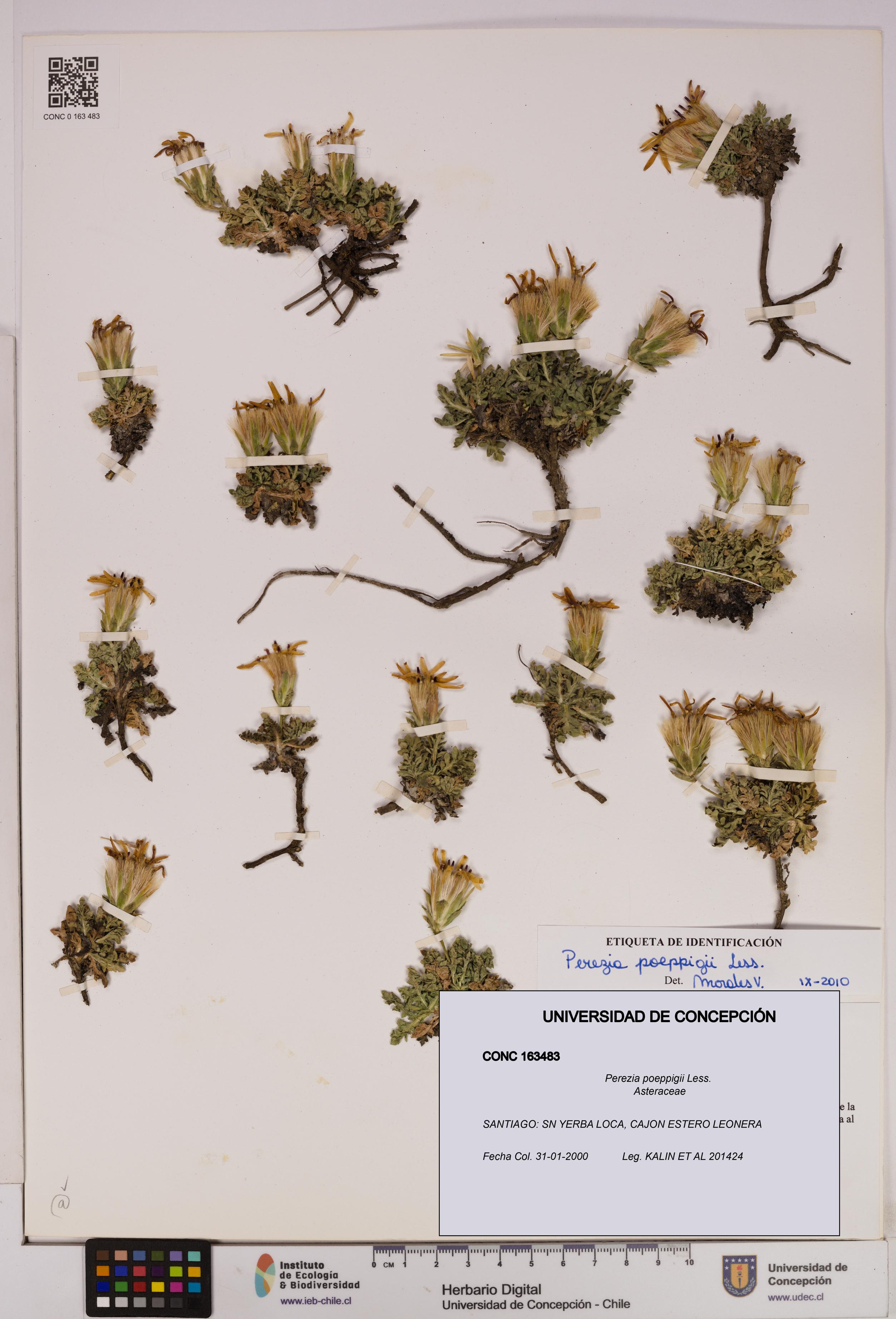 Perezia poeppigii [Espécimen: UDEC:CONC:0163483]
