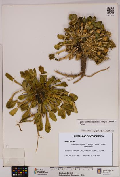 Gamocarpha scapigera [Espécimen: UDEC:CONC:0163491]