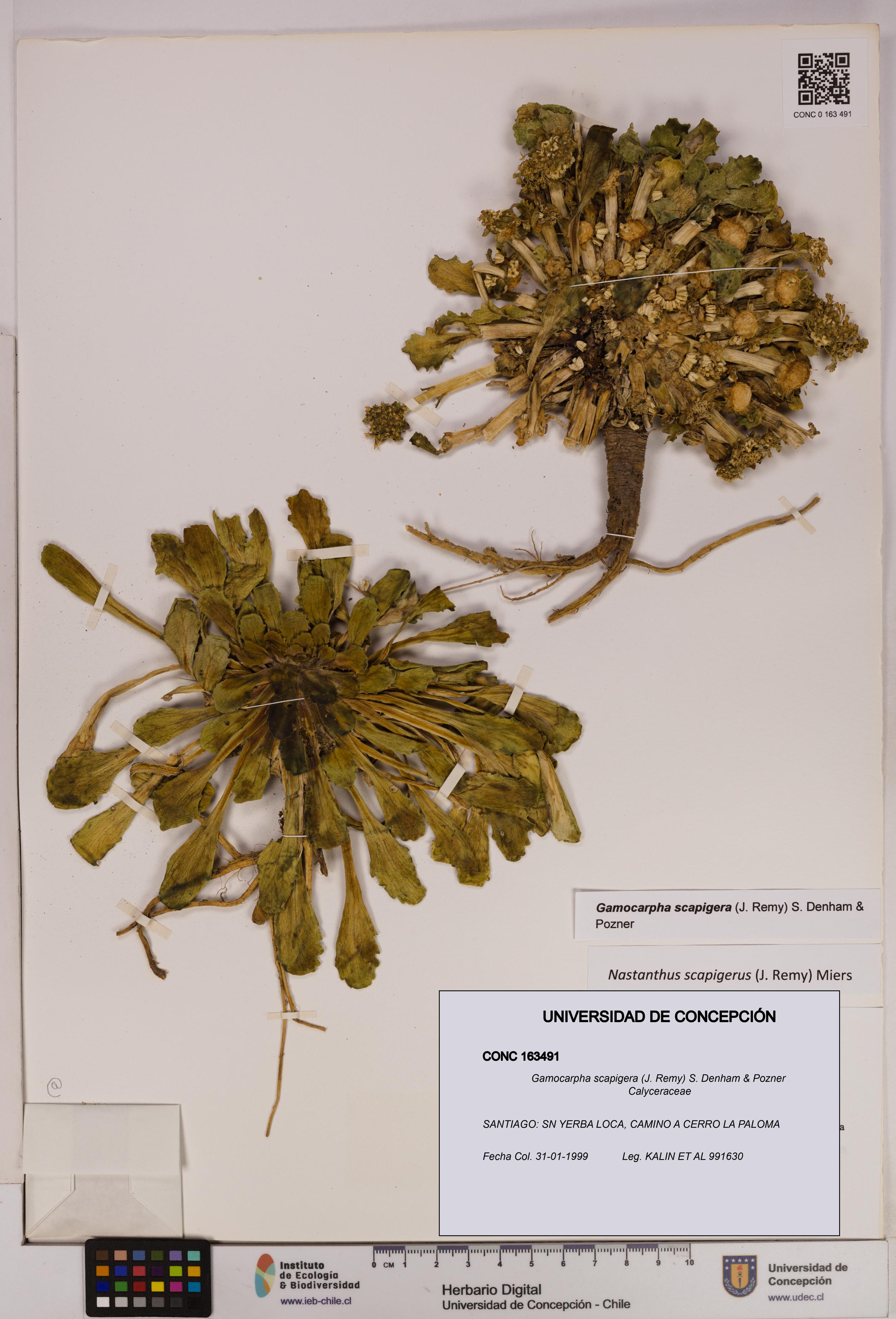 Gamocarpha scapigera [Espécimen: UDEC:CONC:0163491]