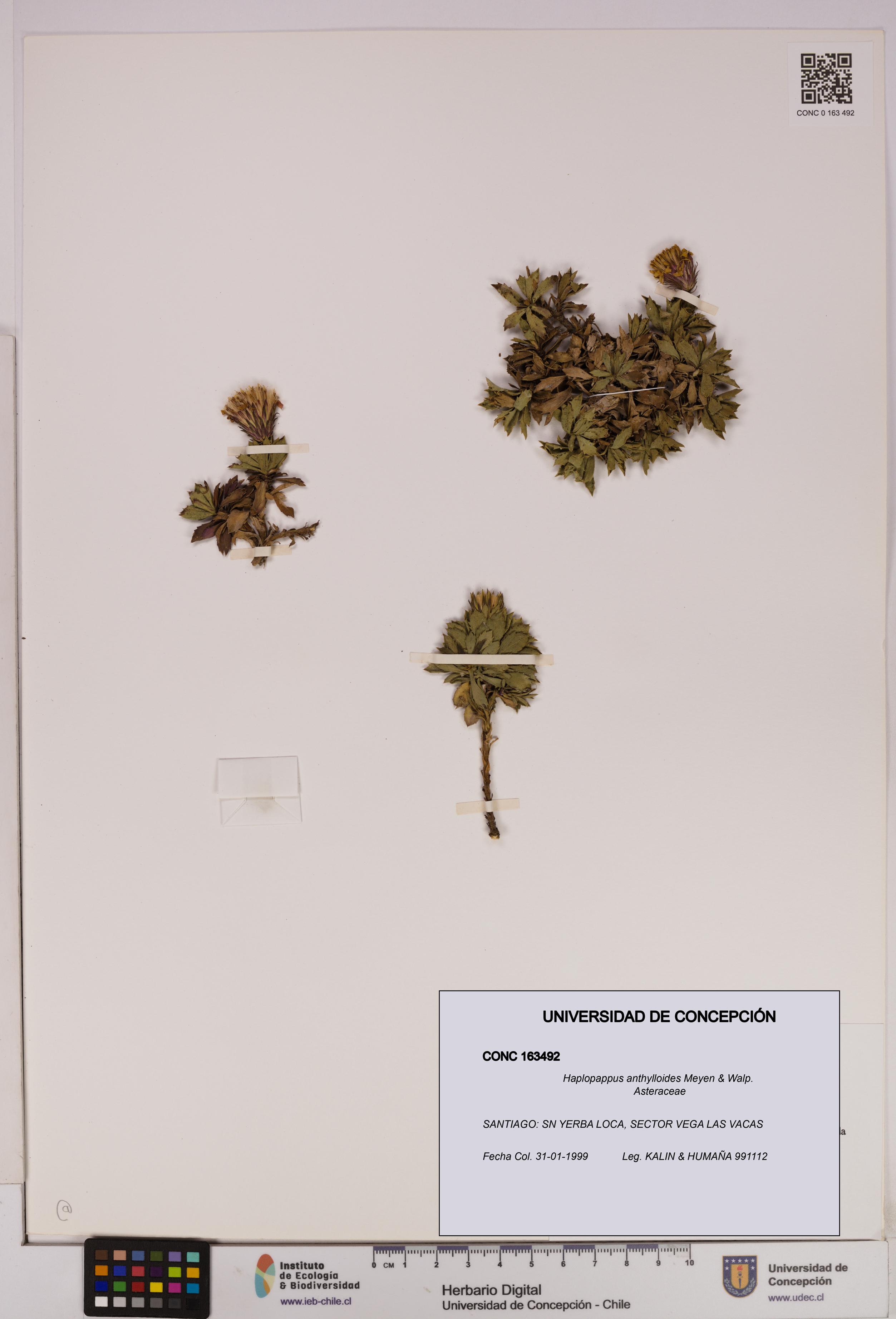 Haplopappus anthylloides [Espécimen: UDEC:CONC:0163492]