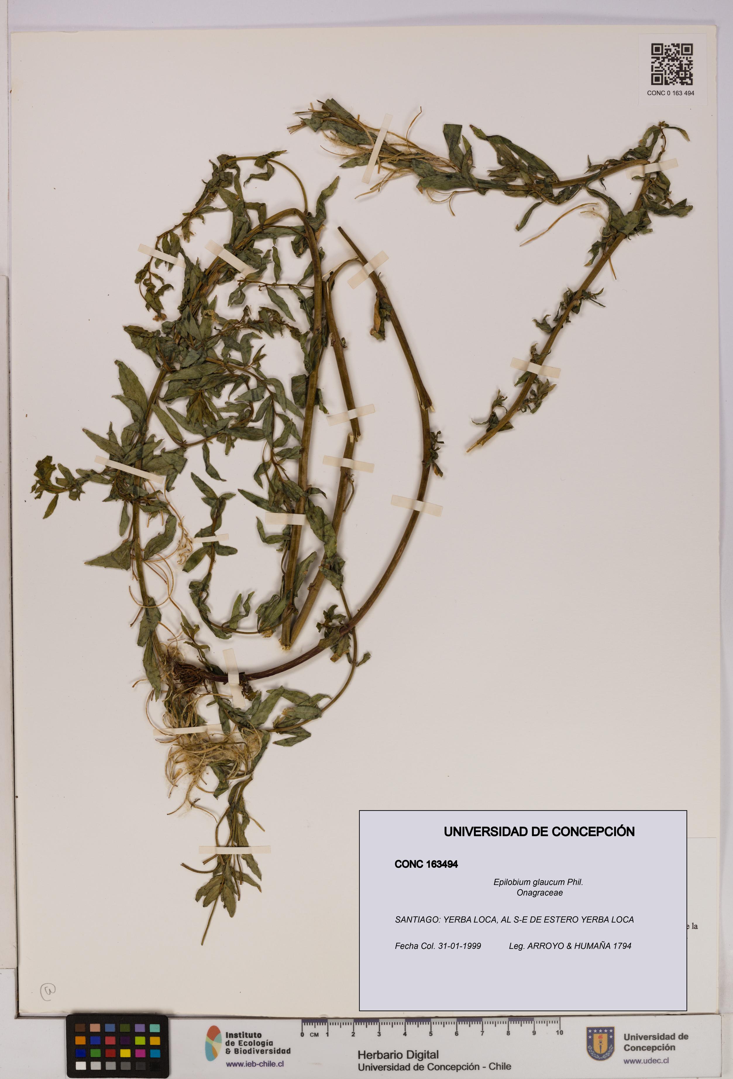 Epilobium glaucum [Espécimen: UDEC:CONC:0163494]