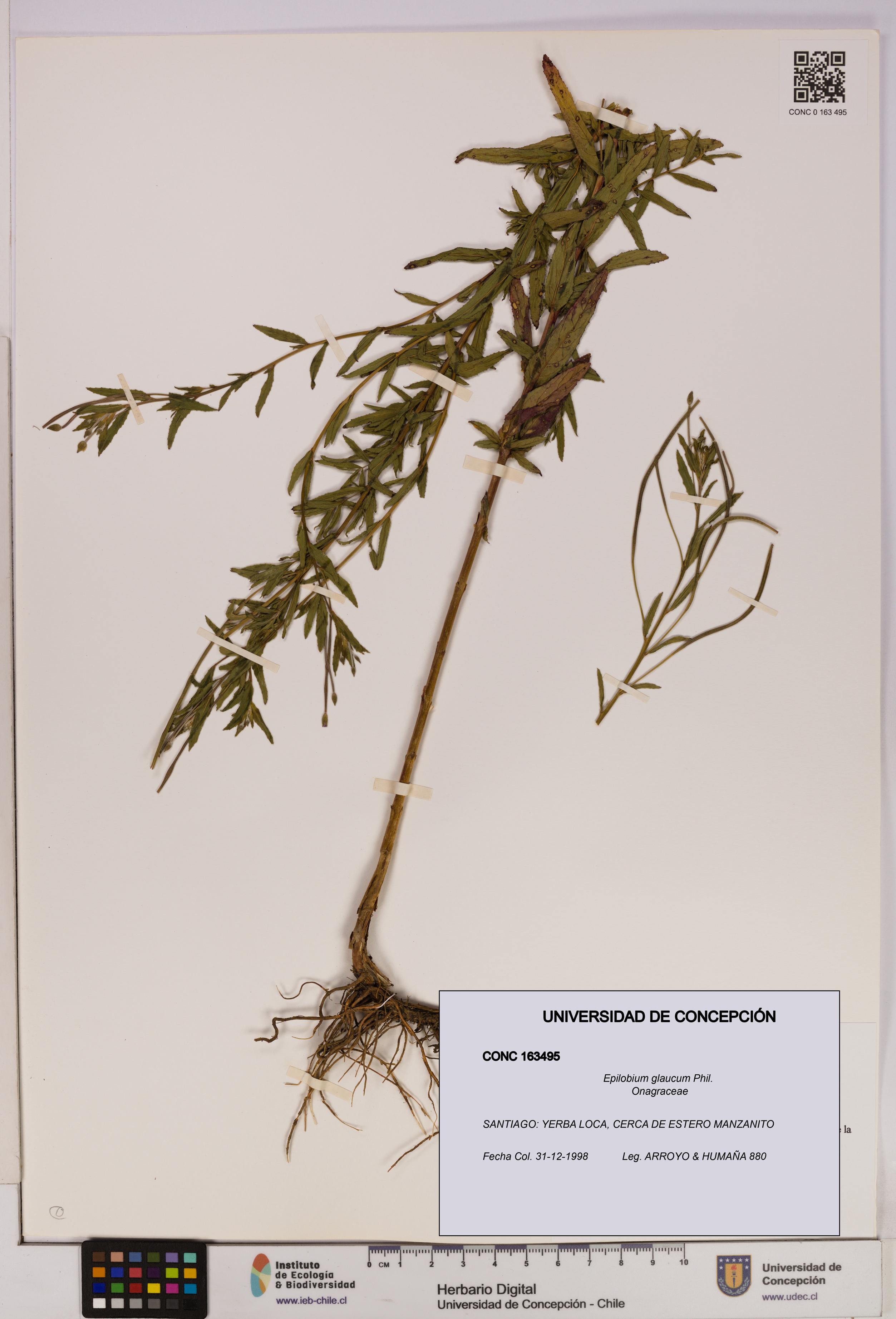 Epilobium glaucum [Espécimen: UDEC:CONC:0163495]