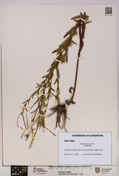 Epilobium glaucum [Espécimen: UDEC:CONC:0163496]