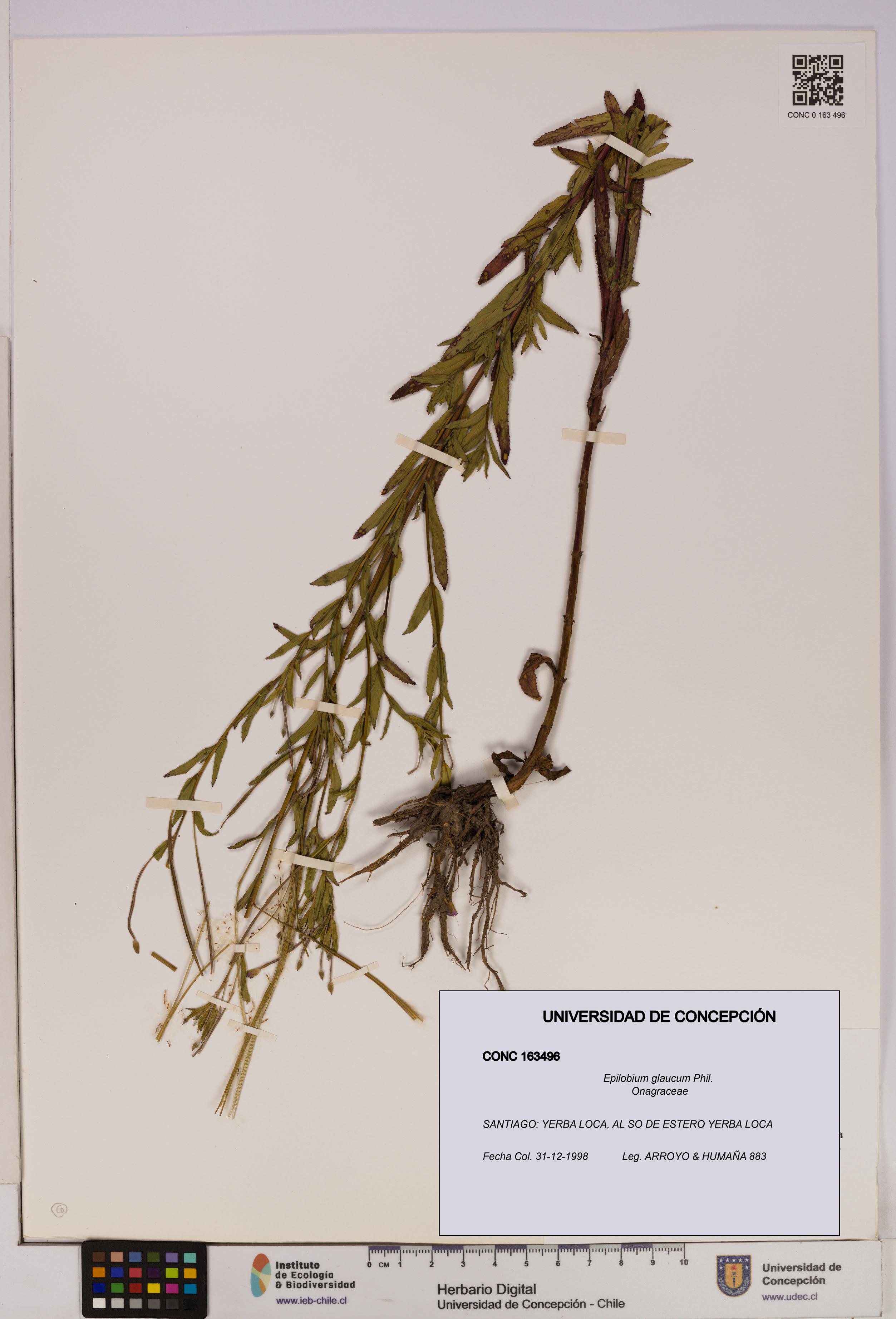 Epilobium glaucum [Espécimen: UDEC:CONC:0163496]