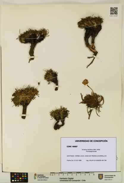 Armeria maritima [Espécimen: UDEC:CONC:0163507]