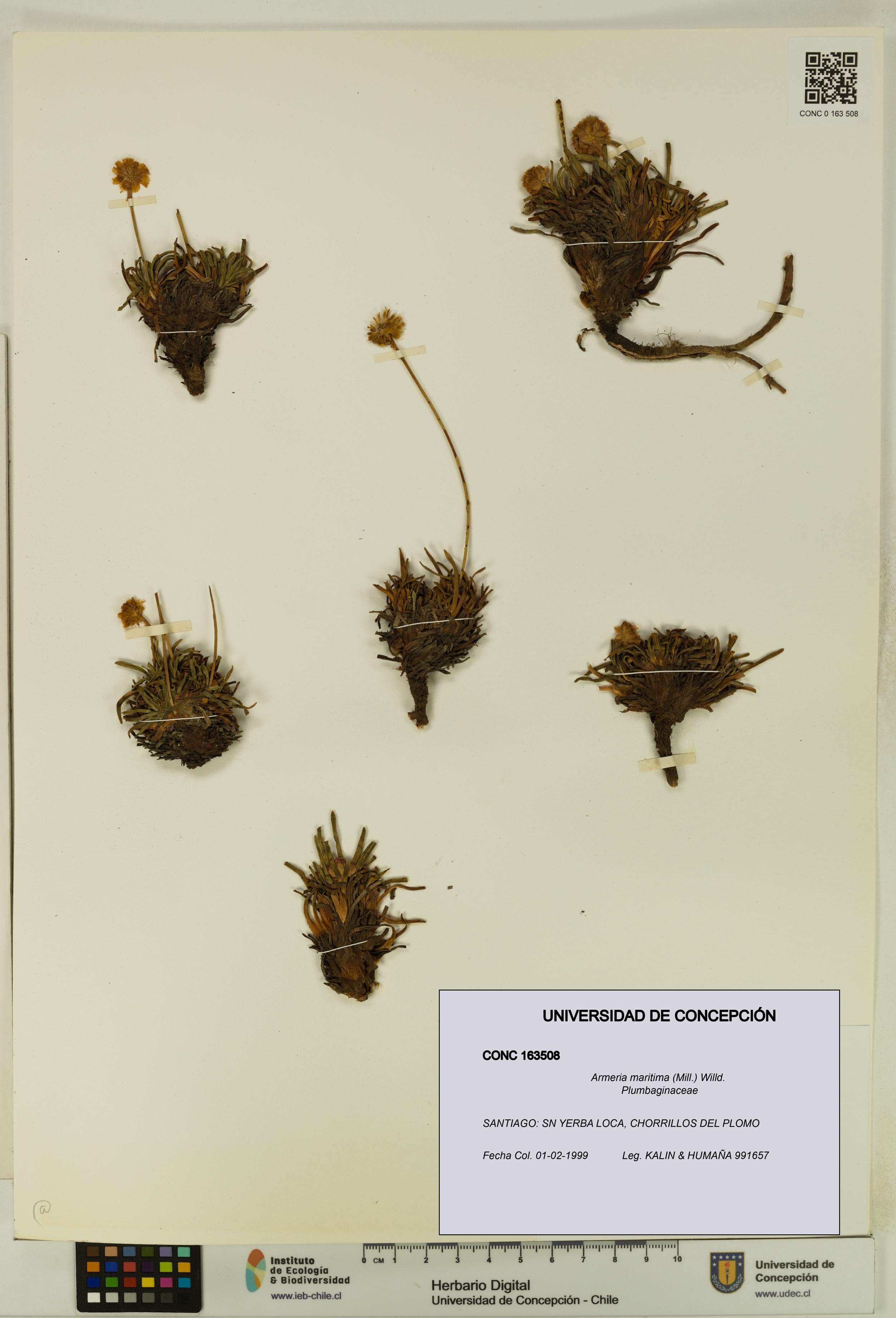 Armeria maritima [Espécimen: UDEC:CONC:0163508]