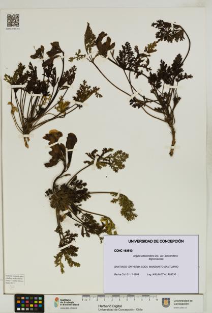 Argylia adscendens [Espécimen: UDEC:CONC:0163513]