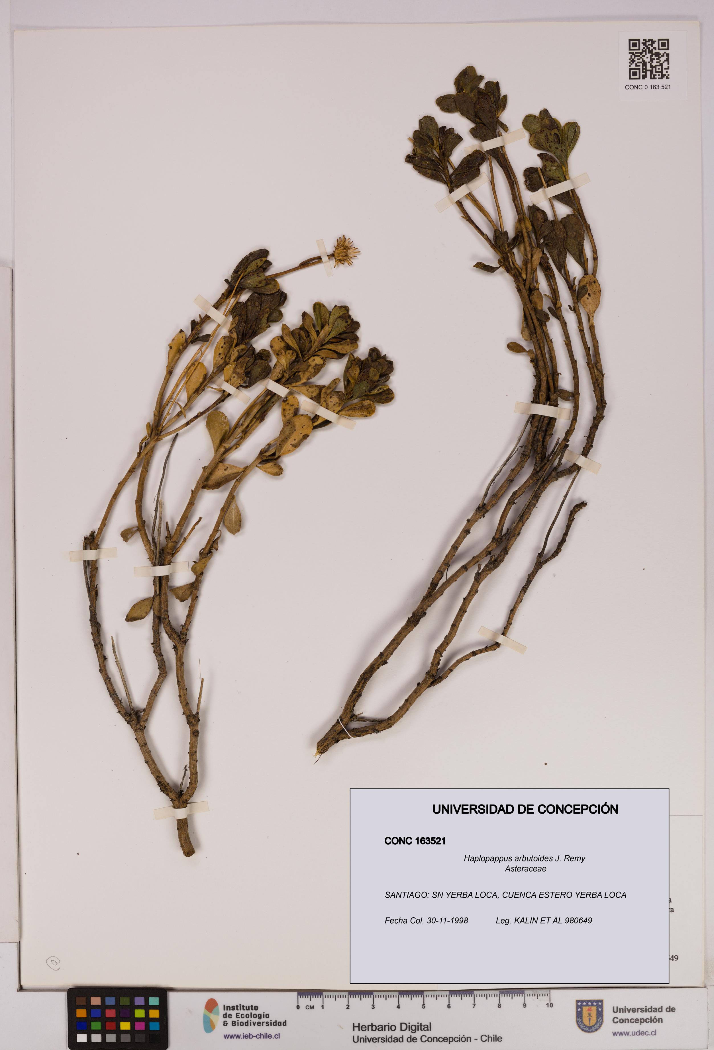 Haplopappus arbutoides [Espécimen: UDEC:CONC:0163521]