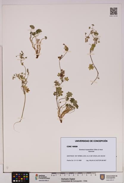 Bowlesia tropaeolifolia [Espécimen: UDEC:CONC:0163526]