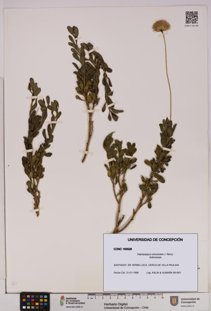 Haplopappus arbutoides [Espécimen: UDEC:CONC:0163528]
