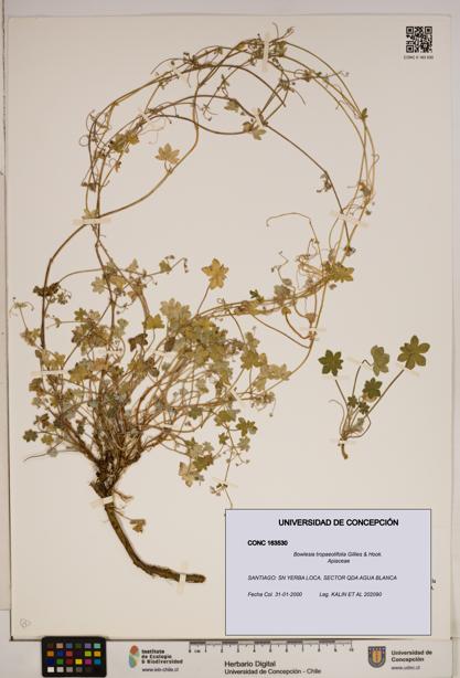 Bowlesia tropaeolifolia [Espécimen: ]