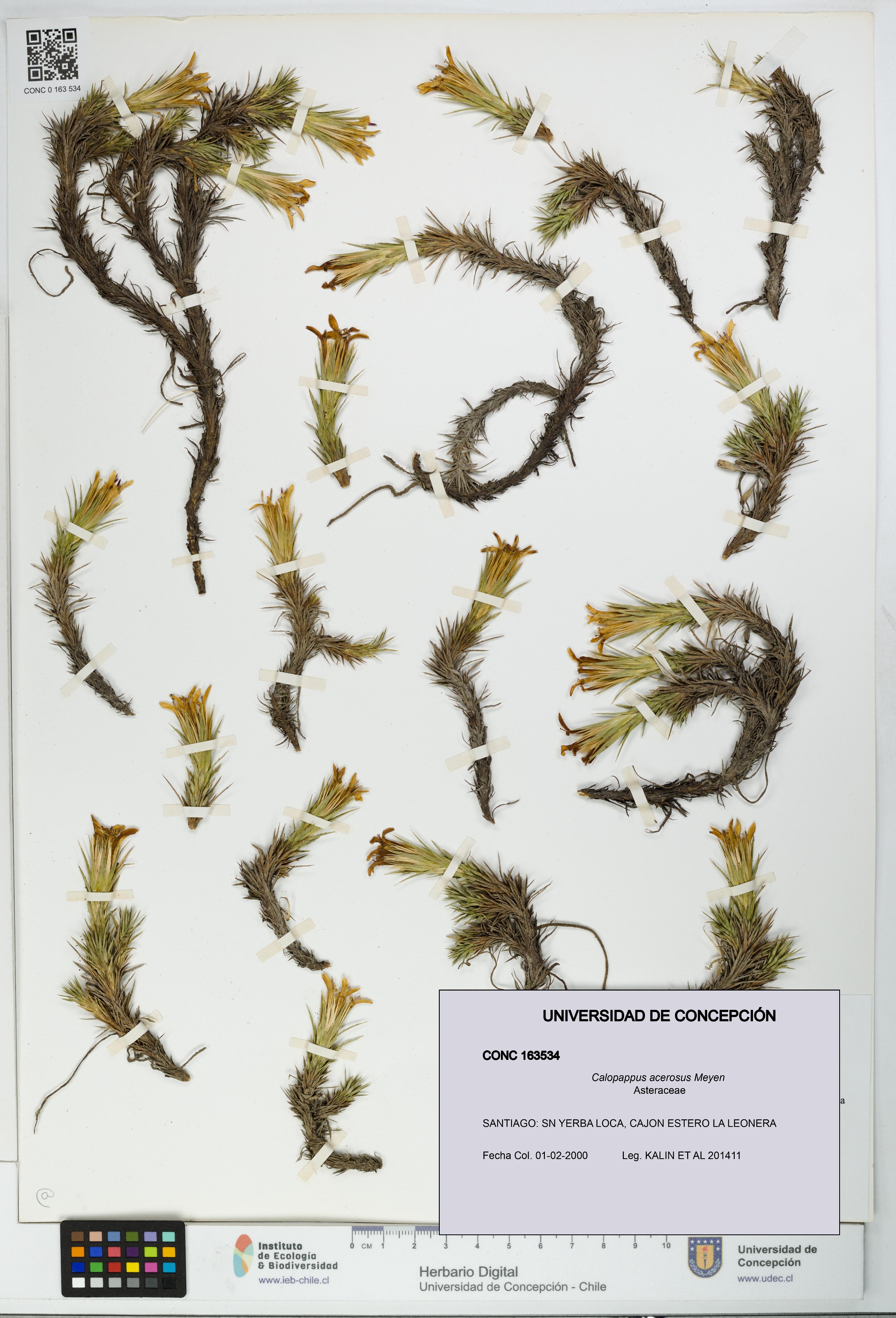 Calopappus acerosus [Espécimen: ]