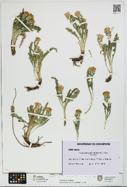 Perezia carthamoides [Espécimen: UDEC:CONC:0163536]