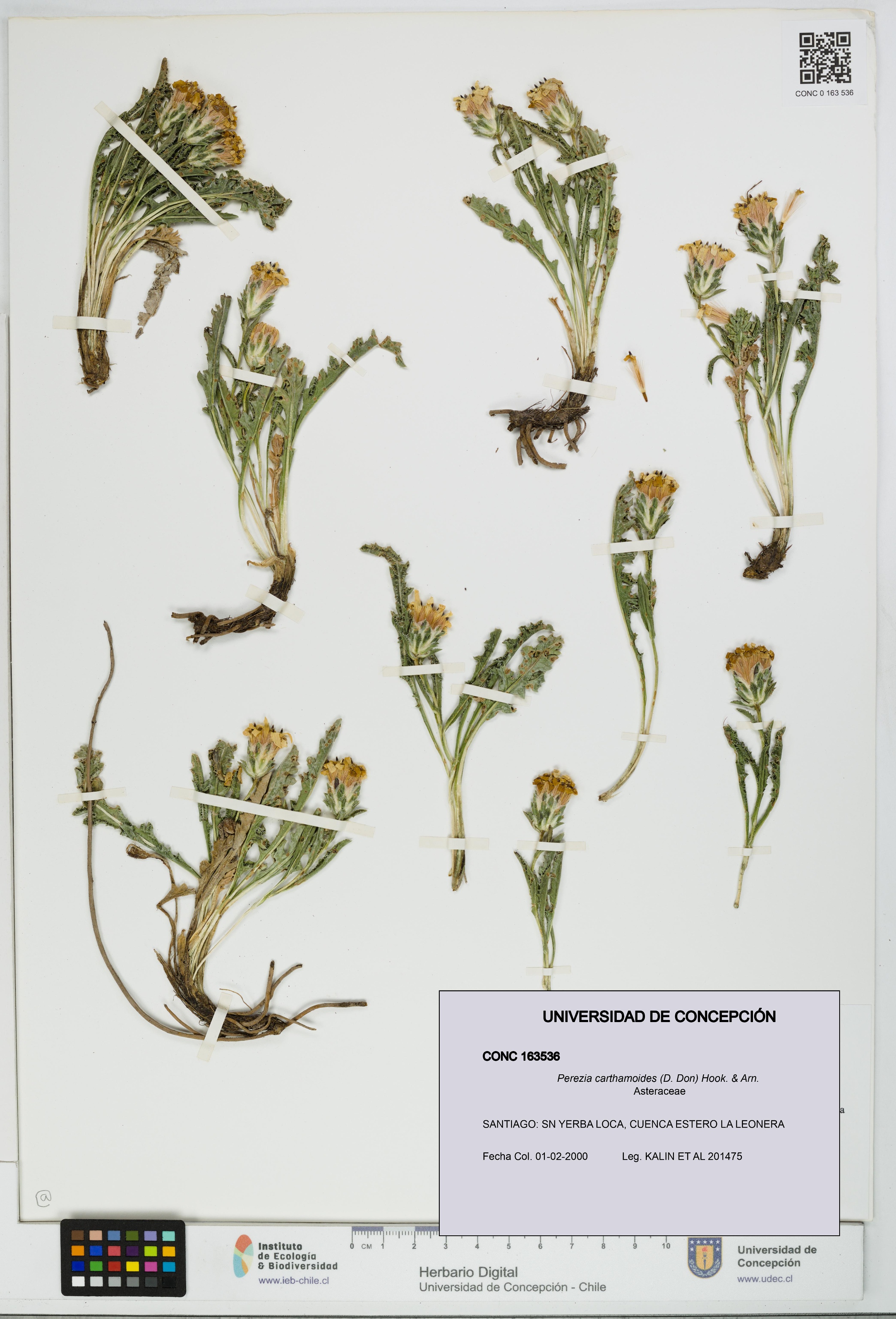 Perezia carthamoides [Espécimen: UDEC:CONC:0163536]