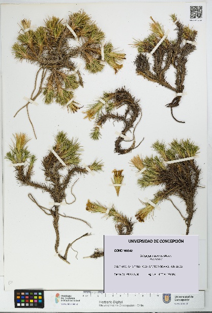 Calopappus acerosus [Espécimen: ]