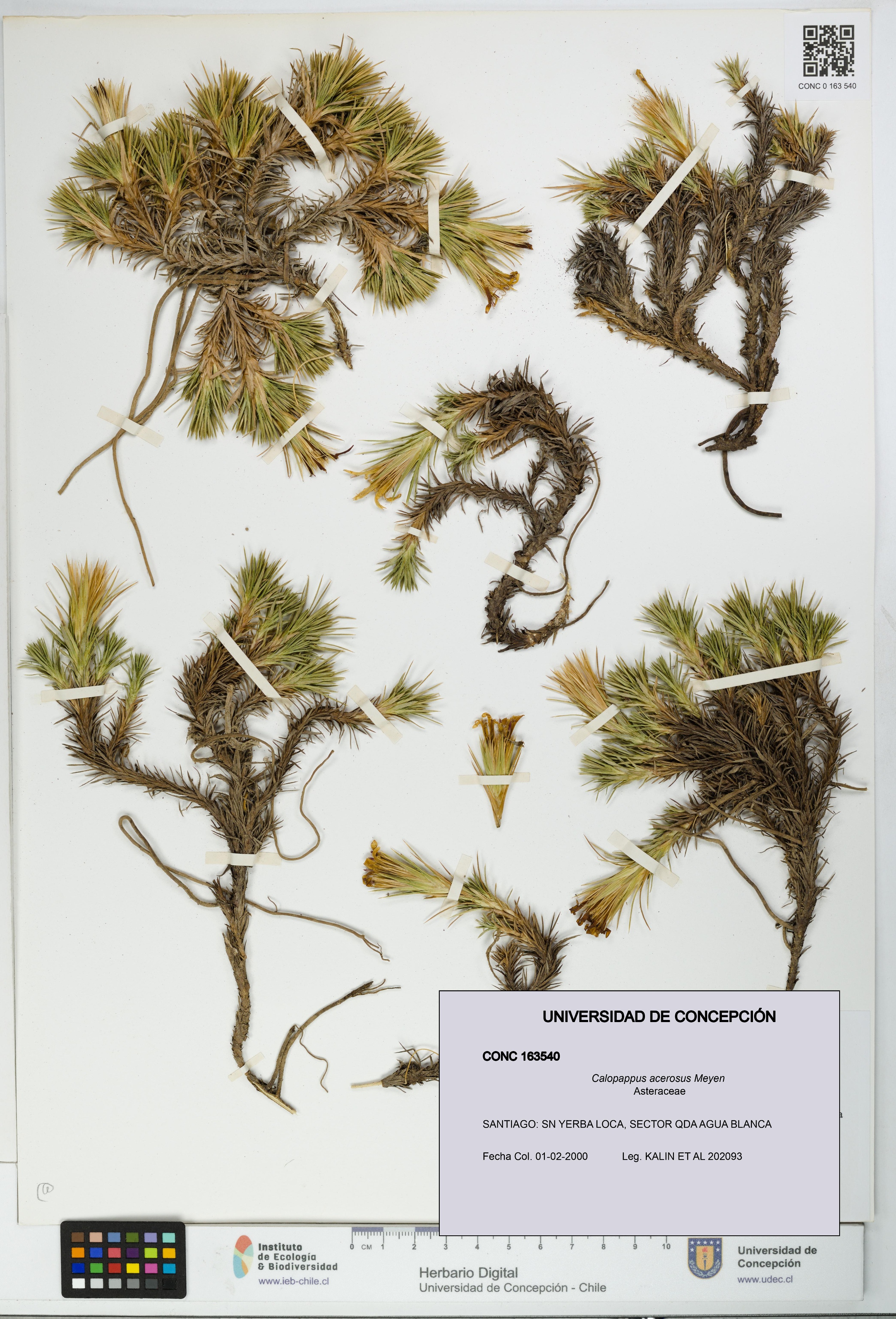 Calopappus acerosus [Espécimen: ]