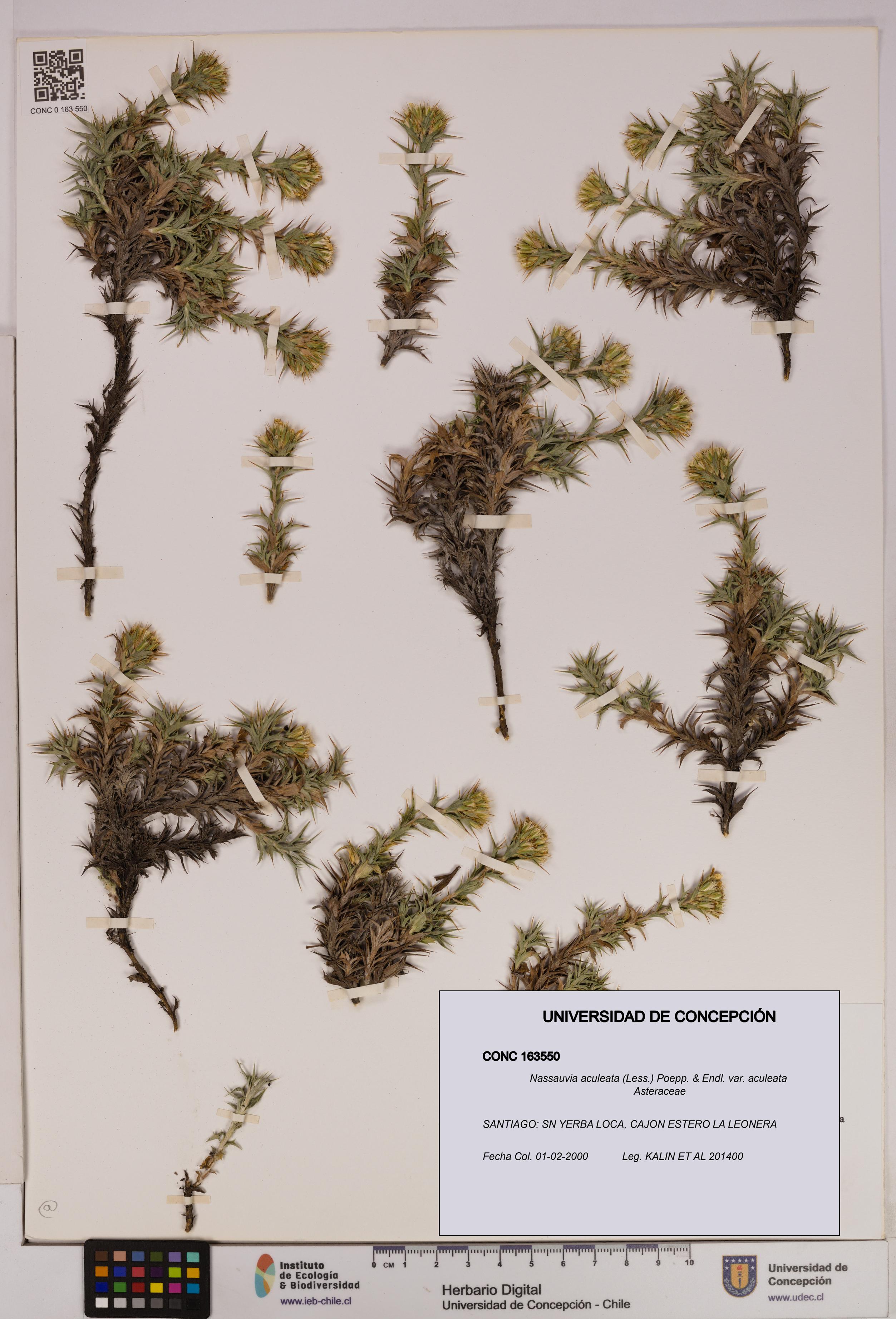 Nassauvia aculeata var. aculeata [Espécimen: UDEC:CONC:0163550]