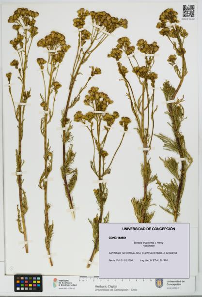 Senecio eruciformis [Espécimen: UDEC:CONC:0163551]