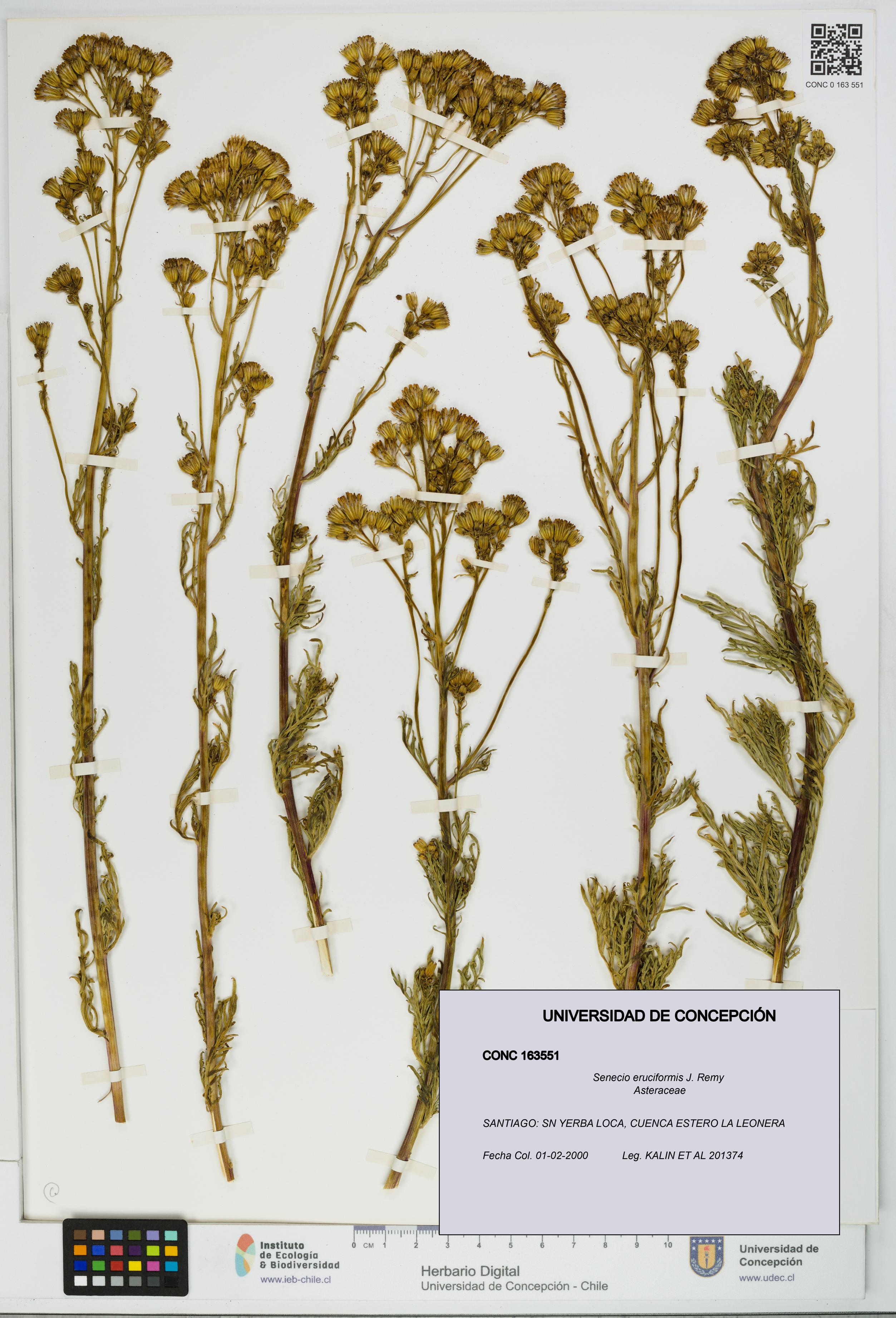 Senecio eruciformis [Espécimen: UDEC:CONC:0163551]