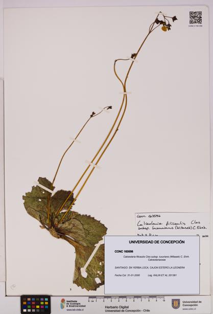 Calceolaria filicaulis [Espécimen: UDEC:CONC:0163556]