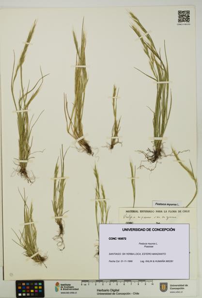 Festuca myuros [Espécimen: UDEC:CONC:0163572]