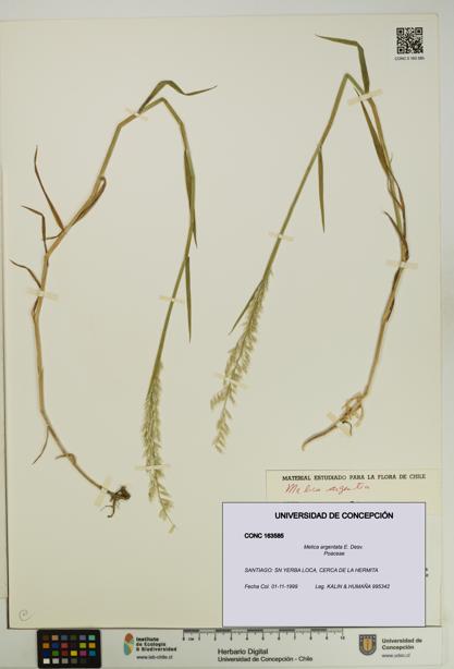 Melica argentata [Espécimen: UDEC:CONC:0163585]