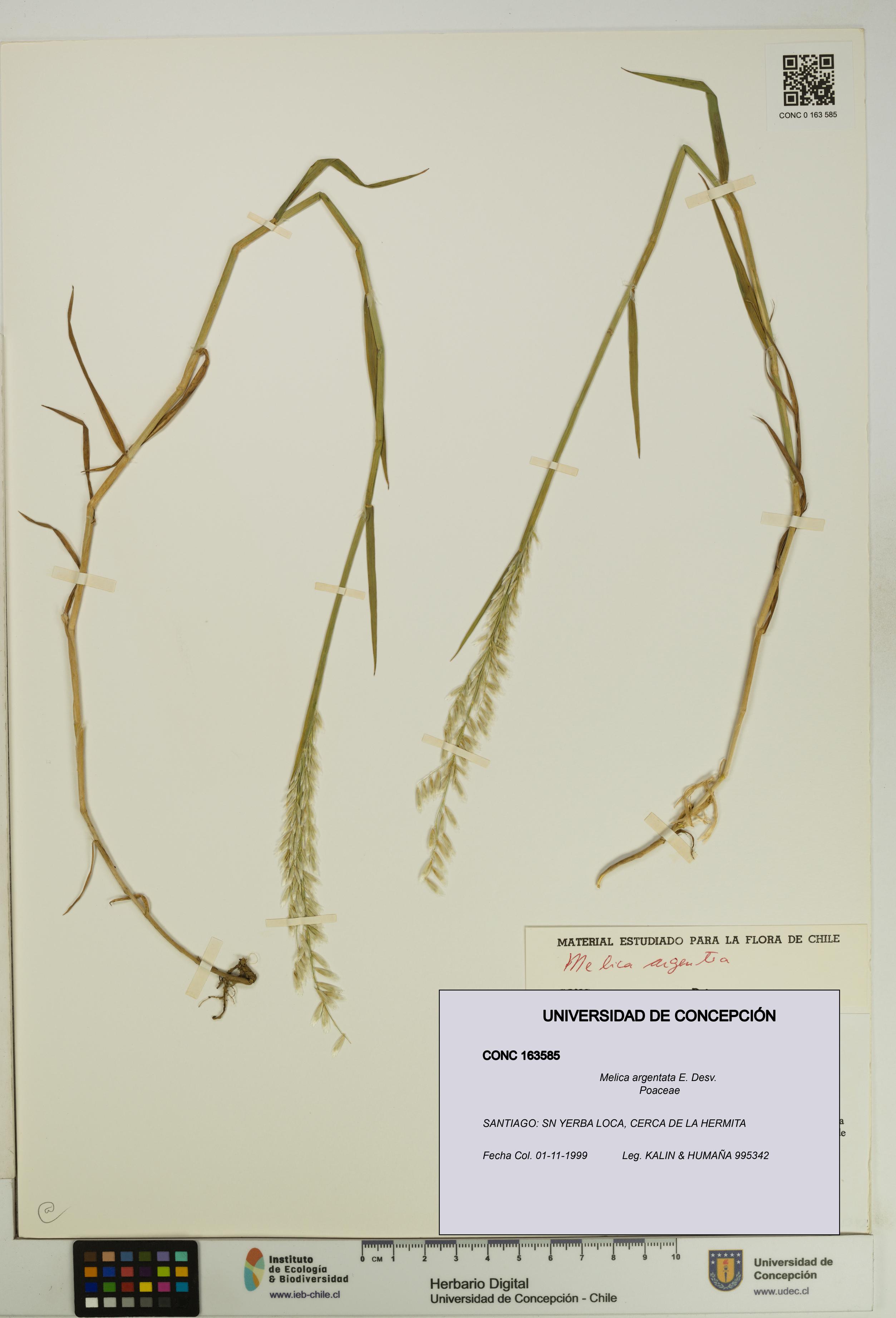 Melica argentata [Espécimen: UDEC:CONC:0163585]