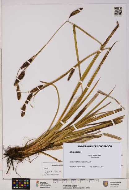 Carex banksii [Espécimen: UDEC:CONC:0163591]