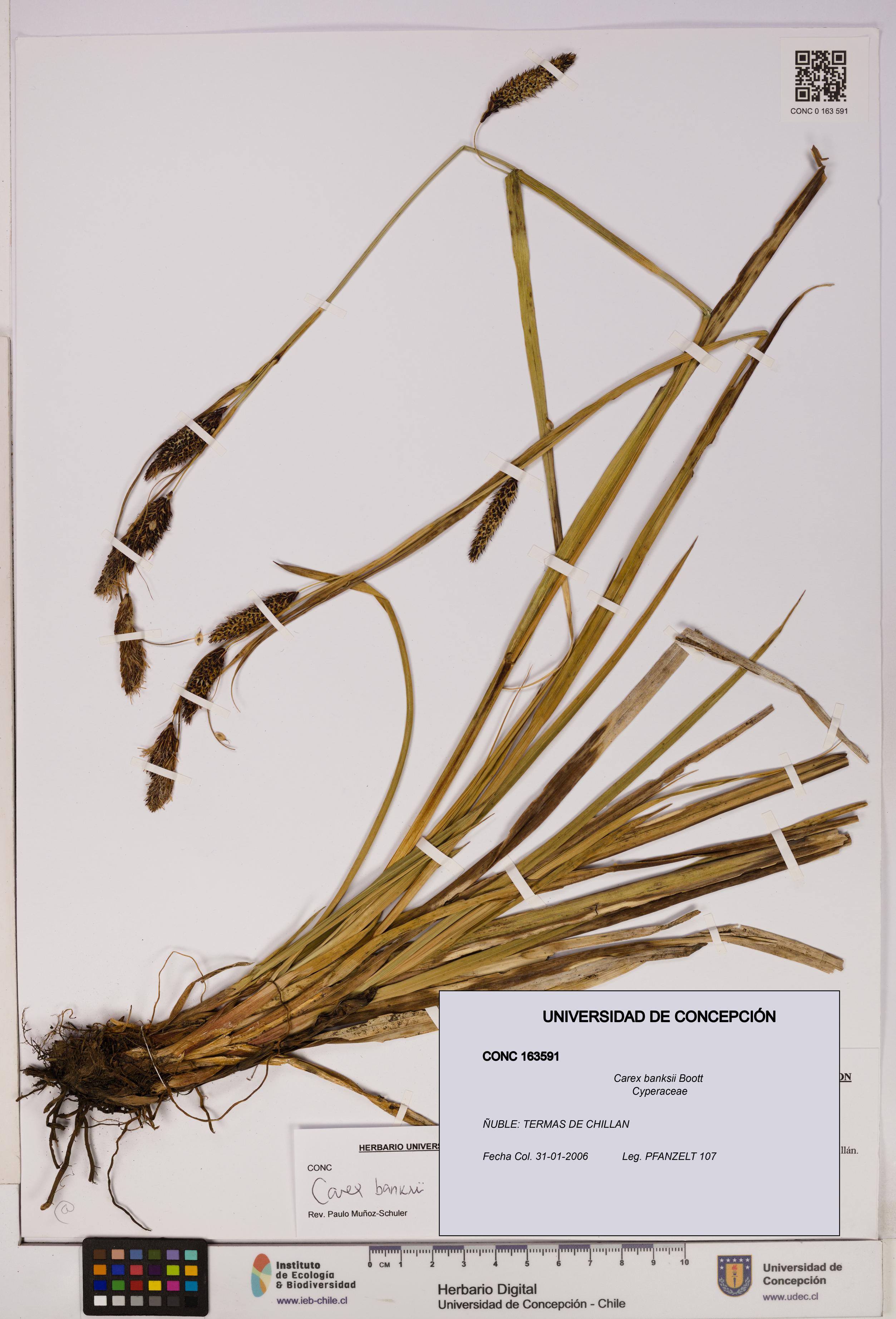 Carex banksii [Espécimen: UDEC:CONC:0163591]