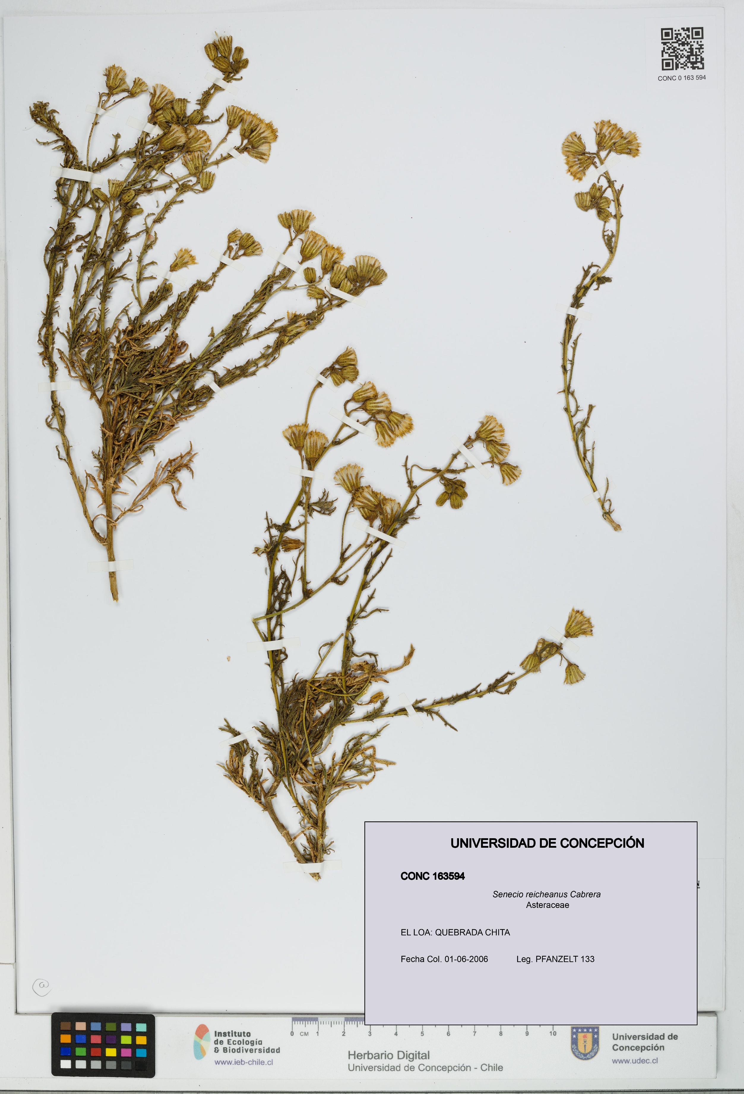 Senecio reicheanus [Espécimen: UDEC:CONC:0163594]