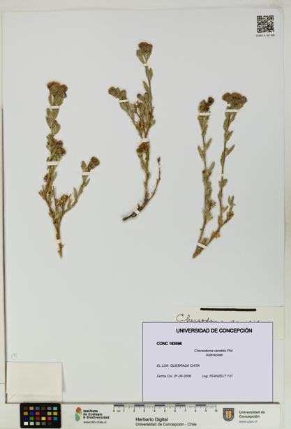 Chersodoma candida [Espécimen: UDEC:CONC:0163596]