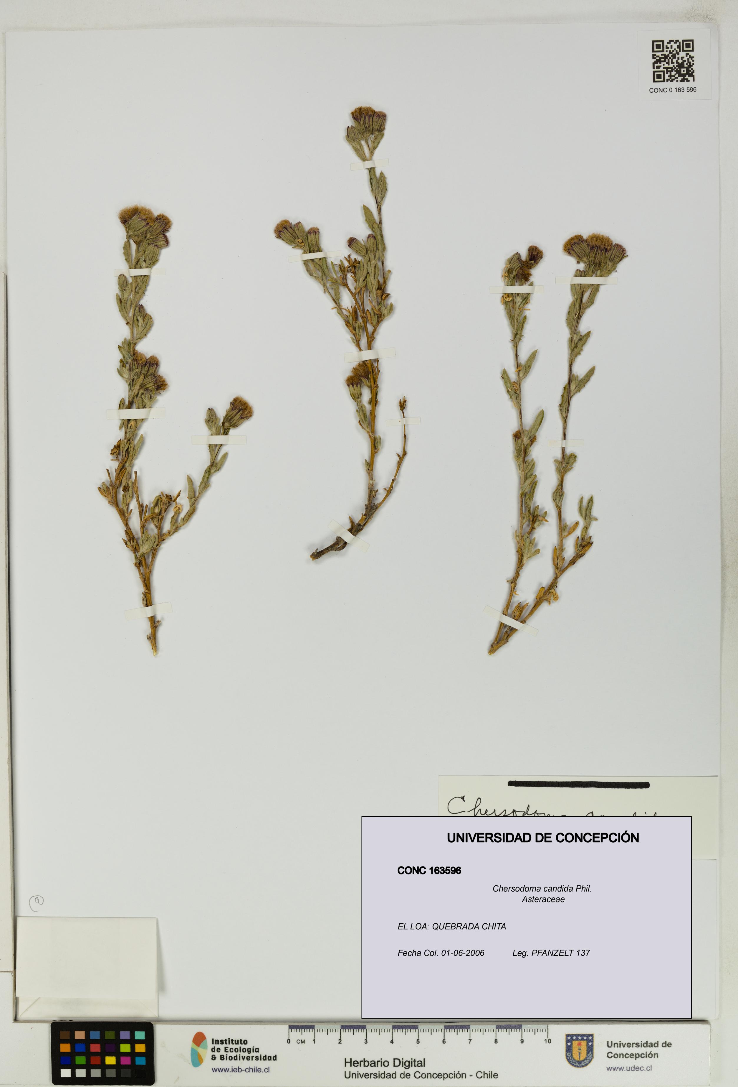 Chersodoma candida [Espécimen: UDEC:CONC:0163596]