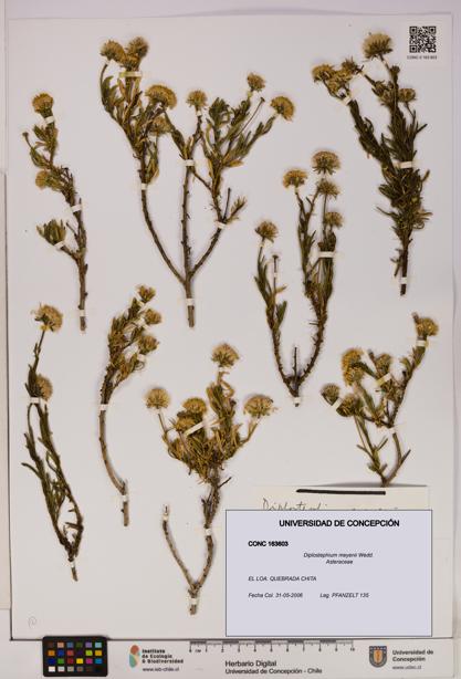 Diplostephium meyenii [Espécimen: UDEC:CONC:0163603]