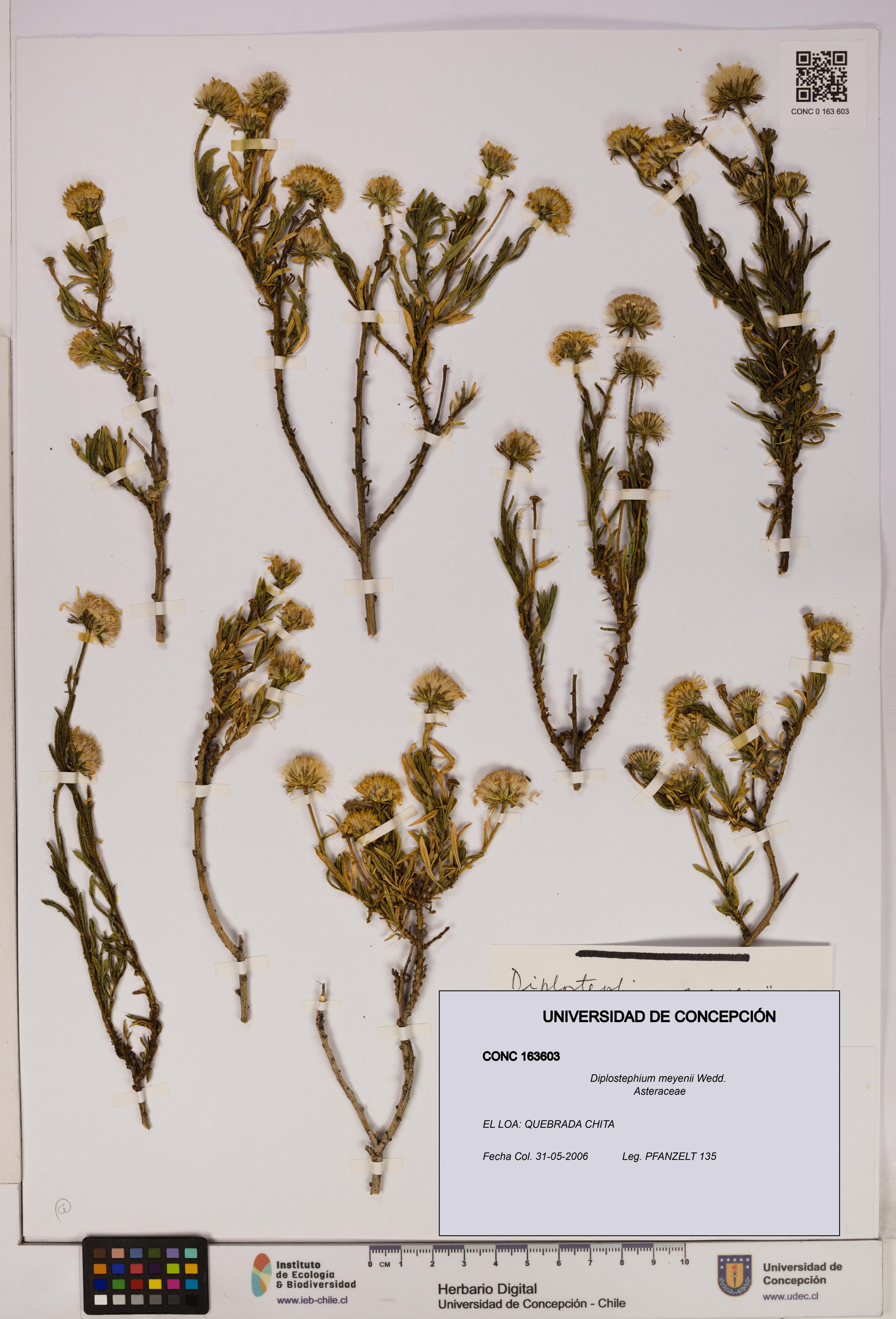 Diplostephium meyenii [Espécimen: UDEC:CONC:0163603]
