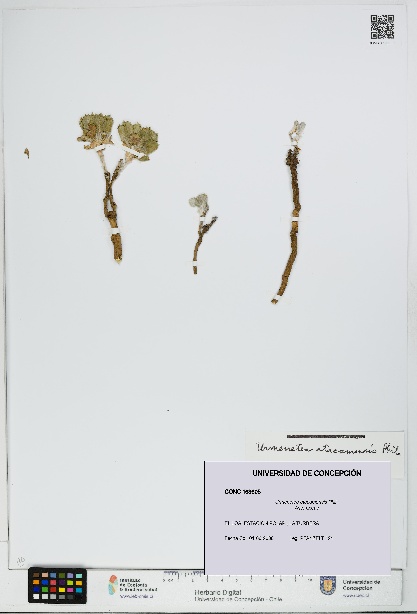 Urmenetea atacamensis [Espécimen: UDEC:CONC:0163605]