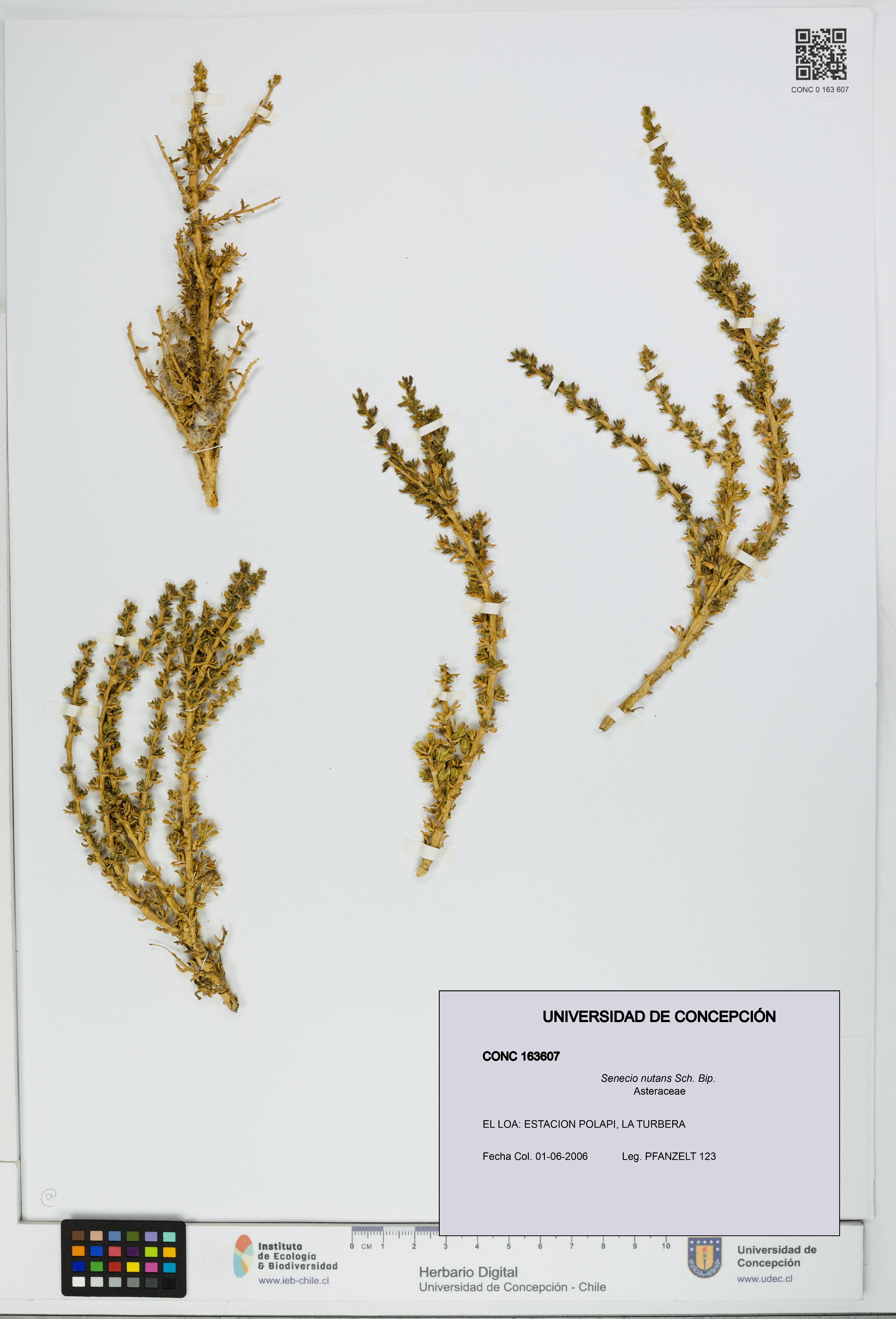 Senecio nutans [Espécimen: UDEC:CONC:0163607]