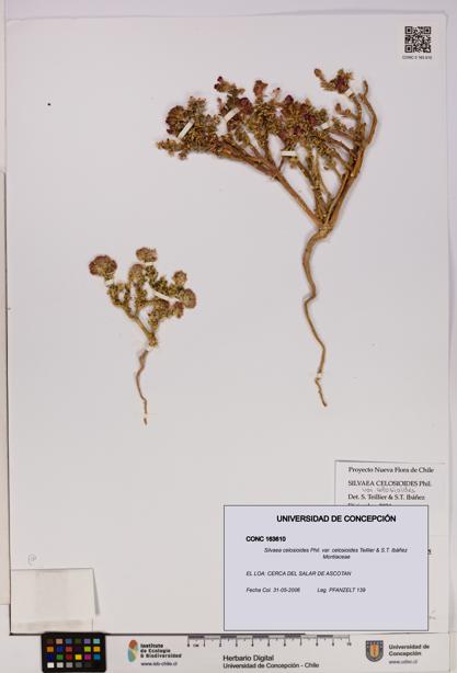 Silvaea celosioides var. celosioides [Espécimen: UDEC:CONC:0163610]
