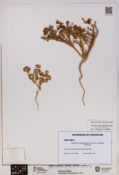 Philippiamra celosioides [Espécimen: ]
