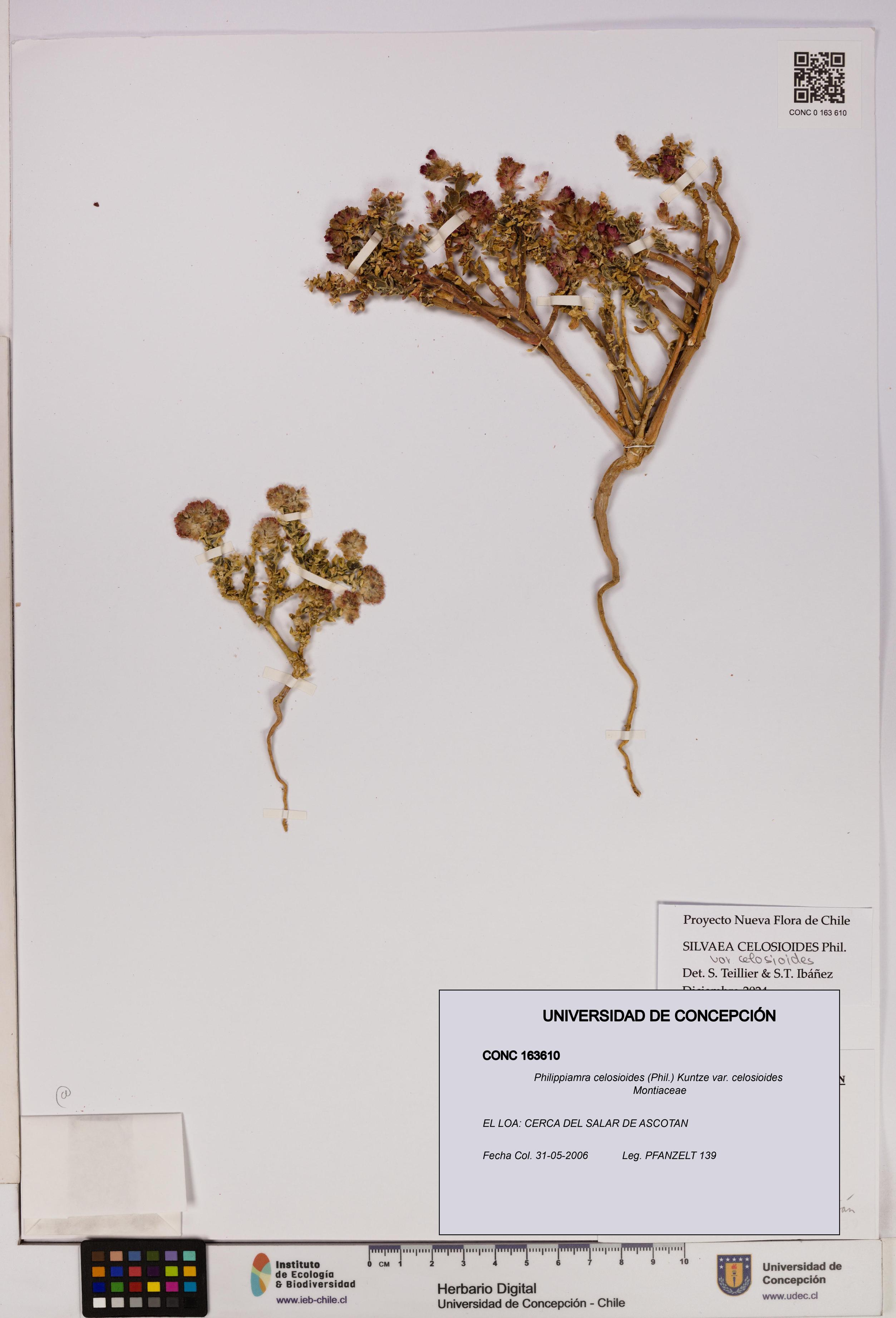Philippiamra celosioides [Espécimen: ]