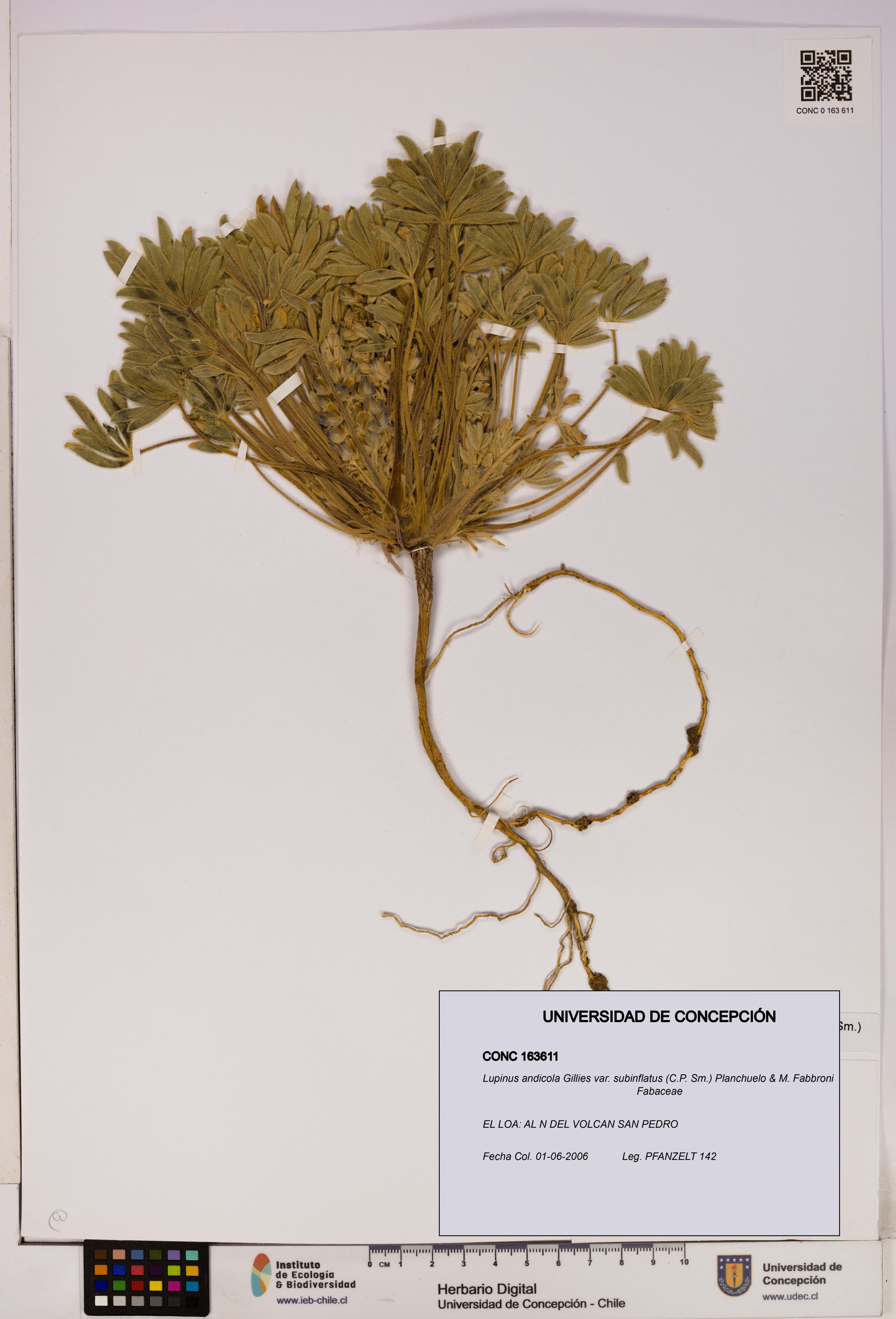 Lupinus andicola [Espécimen: UDEC:CONC:0163611]