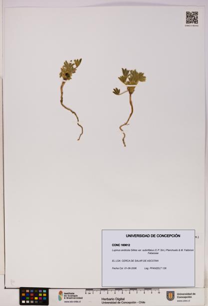 Lupinus andicola [Espécimen: UDEC:CONC:0163612]