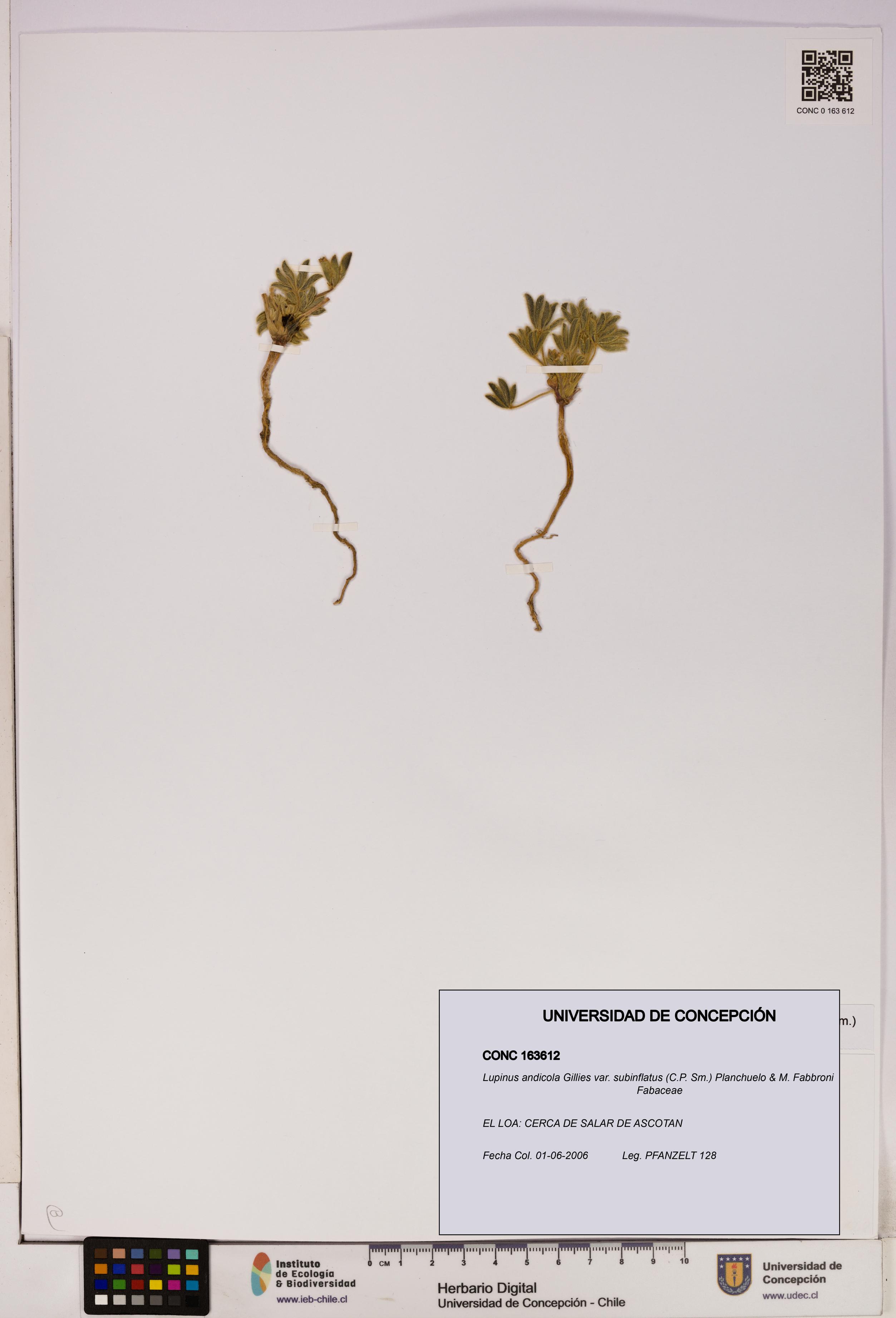 Lupinus andicola [Espécimen: UDEC:CONC:0163612]