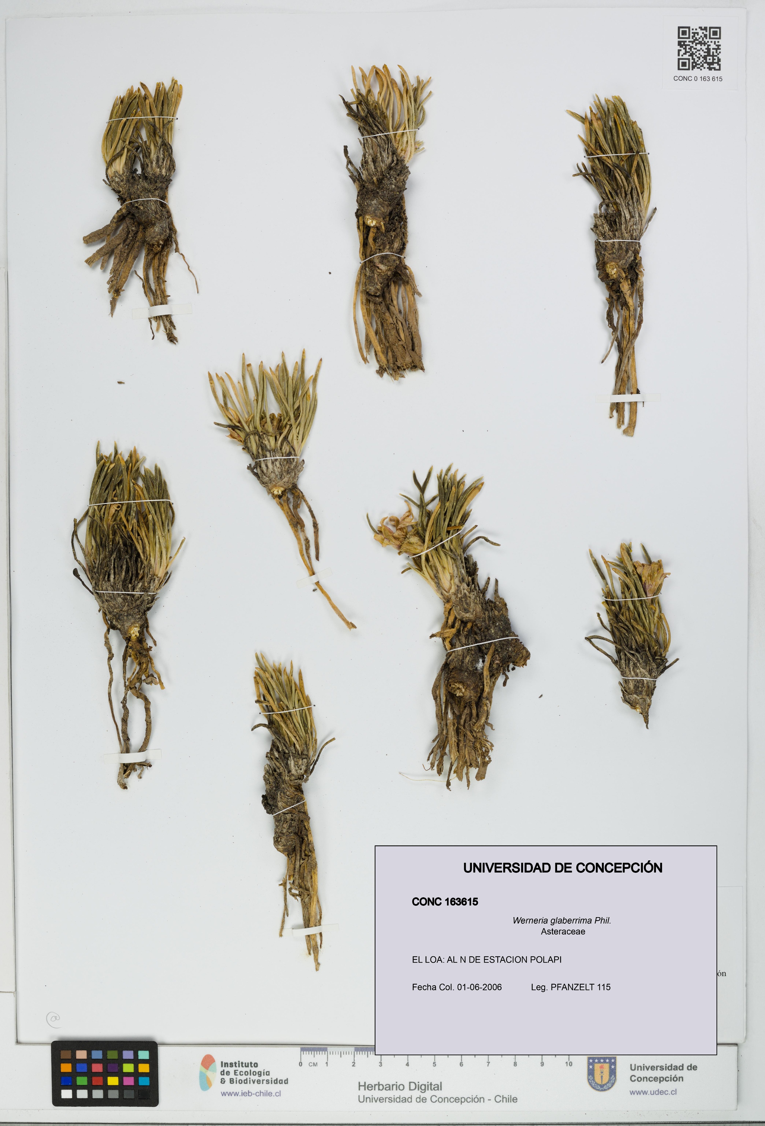 Werneria glaberrima [Espécimen: UDEC:CONC:0163615]