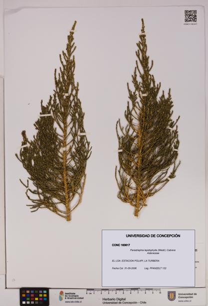 Parastrephia lepidophylla [Espécimen: UDEC:CONC:0163617]